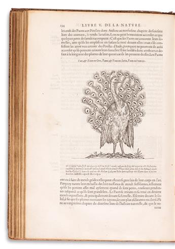 BELON, PIERRE. LHistoire de la Nature des Oyseaux, avec Leuers Descriptions, & Naifs Portraicts Retirez du Naturel.